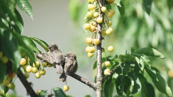 Starling Eats Cherries