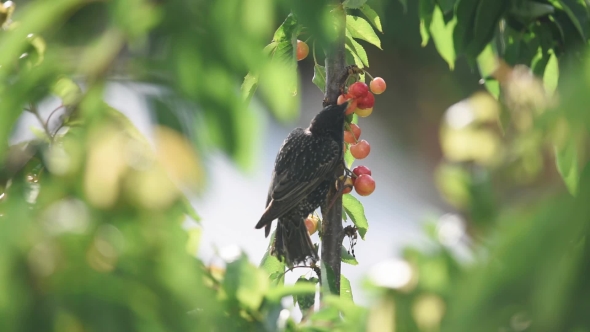 Starling Eats Cherries