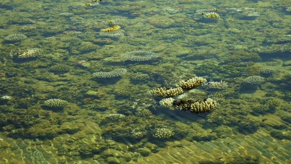 Coral Reef at the Seabed Under the Clear Water