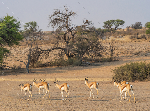 Female Springbok Herd - Stock Photo - Images