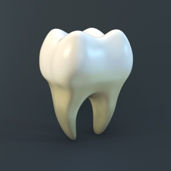 Human Tooth - 3Docean 20922063