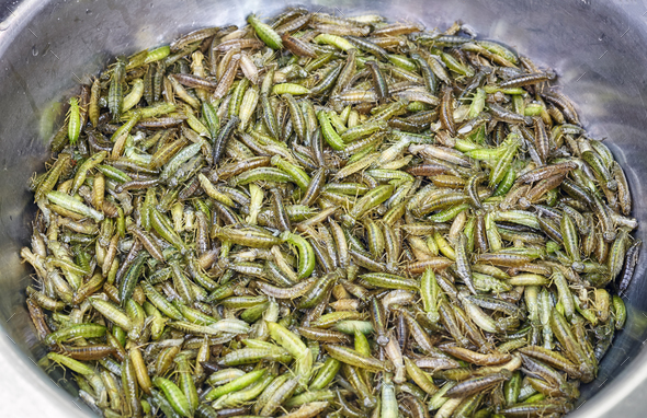 Fresh edible insects in a bowl on a local market, China.