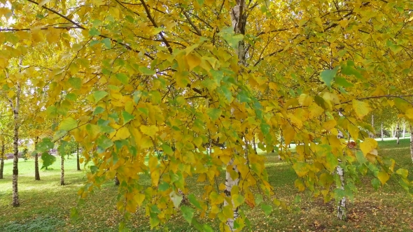 Birch and Maple Trees in the Autumn Forest