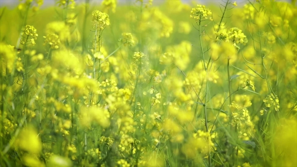 Mustard Flowers. Mustard – Mystical Flower of Happiness and Health ...