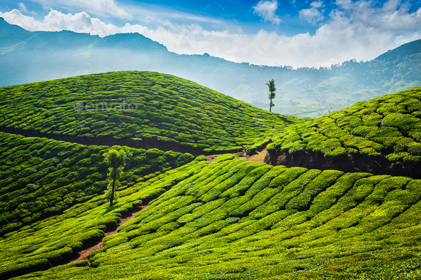 Tea plantations. Munnar, Kerala Stock Photo by Dmitry_Rukhlenko | PhotoDune