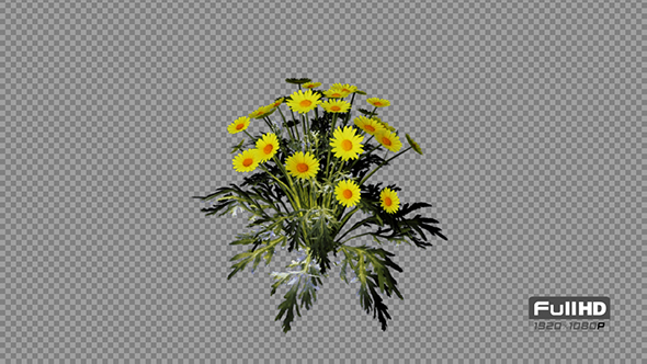 Marguerite Yellow Flowers