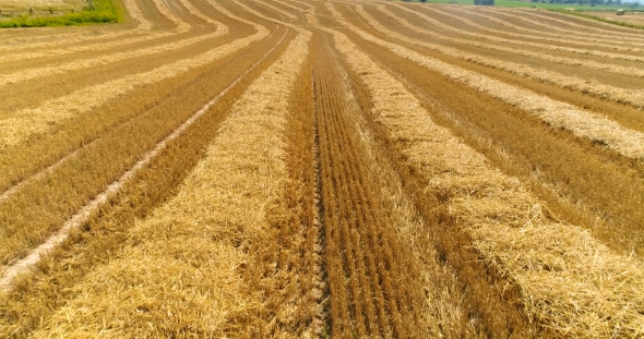 Aerial View of Harvested Agricultural Field alt