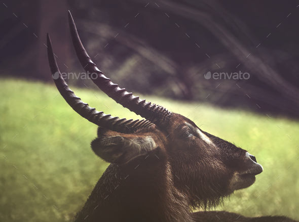 The Horn Of Waterbuck