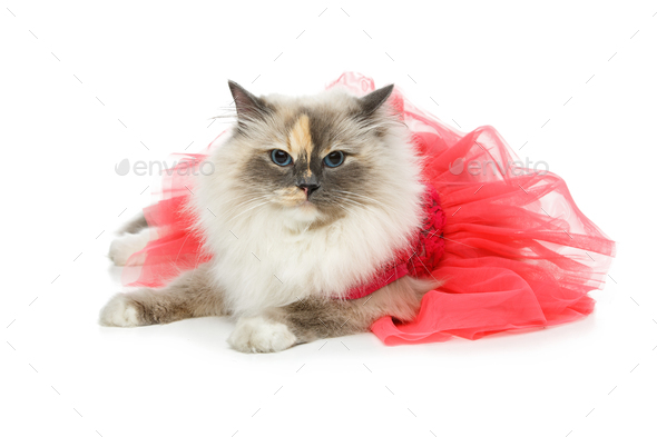 persian cat dress