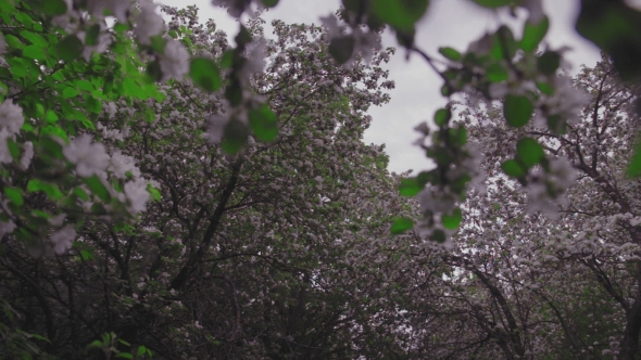 Flowering Crabapple Tree alt