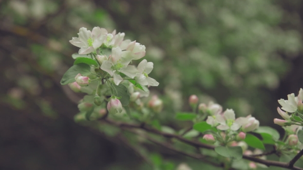 White Flowers on the Branches Apple Tree alt