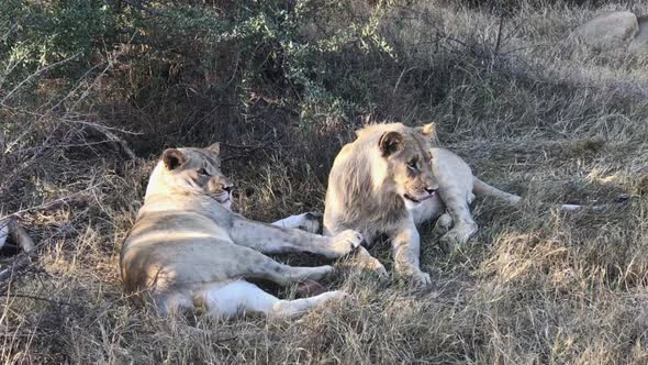 Juvenile male African Lions notice something and sit up in Kalahari alt