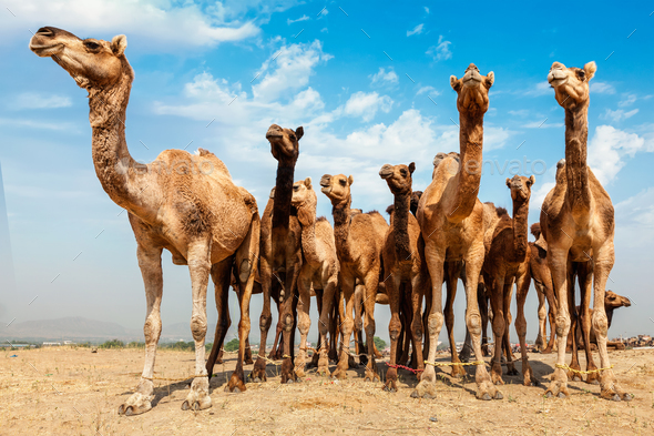 Camels at Pushkar Mela Pushkar Camel Fair , India - Stock Photo - Images