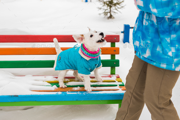 Dog Jack Russell Terrier in winter park - Stock Photo - Images