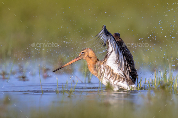 Black-tailed Godwit wader bird flapping off water