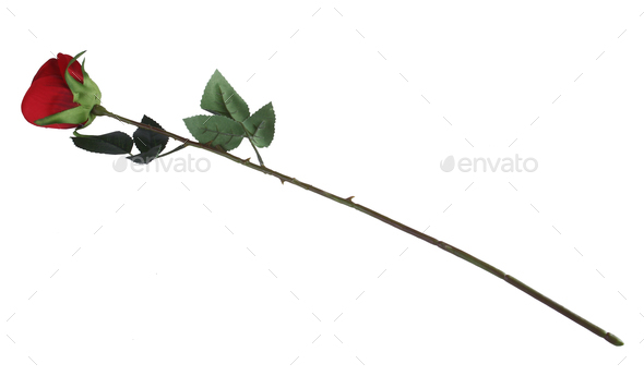Red Artificial Rose Isolated - Stock Photo - Images