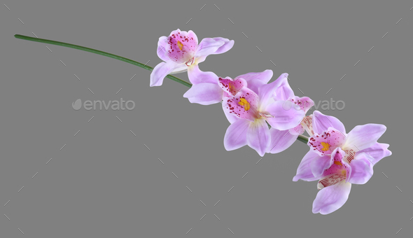 Artificial Orchid Flower Isolated