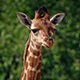 Baby Giraffe Portrait - VideoHive Item for Sale