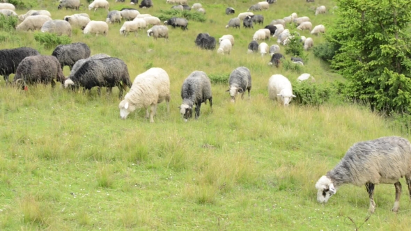 Herd of Sheeps on Green Meadow