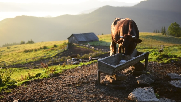 Cows on Sunny Meadow