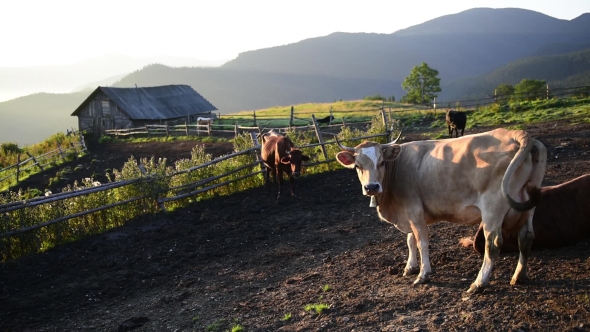 Cows on Sunny Meadow