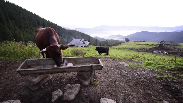 Cows on Sunny Meadow