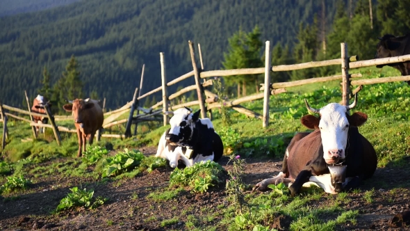 Cows on Sunny Meadow