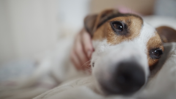 Mistress Fondles the Dog