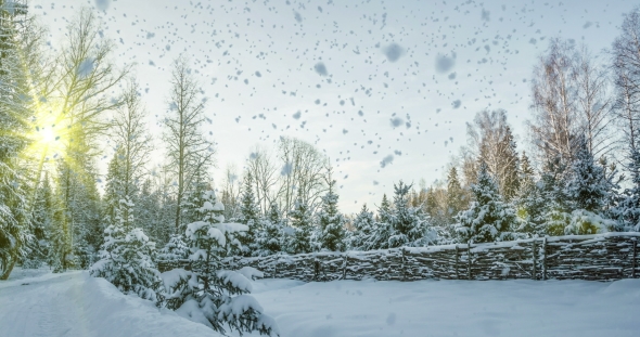 Falling Snow in the Winter Forest alt