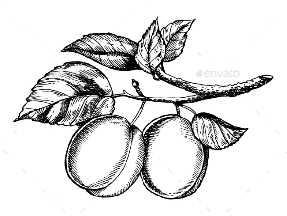 GraphicRiver Sprig of Plum Engraving Vector Illustration 20949438 GraphicRiver Sprig of Plum Engraving Vector Illustration 20949438