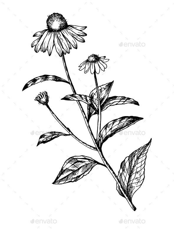 GraphicRiver Echinacea Medical Herb Engraving Vector 20949441 GraphicRiver Echinacea Medical Herb Engraving Vector 20949441