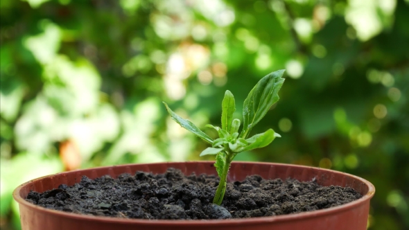 Hand Watering Young Green Plant alt