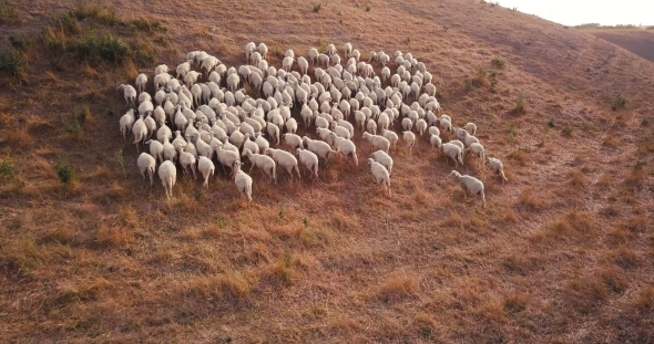 Goats Running on Hill alt