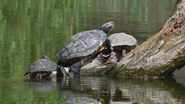 Pond Sliders AKA Red Eared Terrapin Turtles  Trachemys Scripta Elegans alt