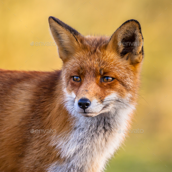 Portrait Of Red Fox Face Stock Photo By Creativenature Nl Photodune
