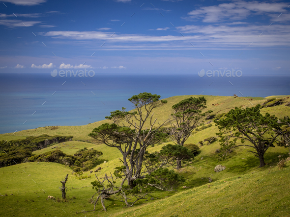 New Zealand landscape green hills and sea - Stock Photo - Images