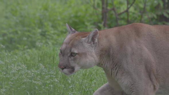 Beautiful Puma in Spring Forest alt