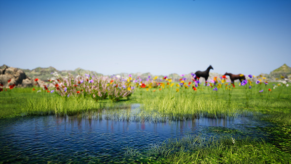 Summer Meadow