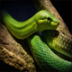 Green Tree Snake In The Jungle - VideoHive Item for Sale