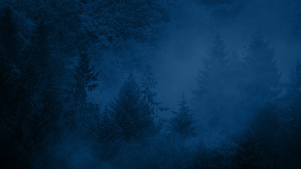 Dramatic Misty Wilderness Forest At Night alt