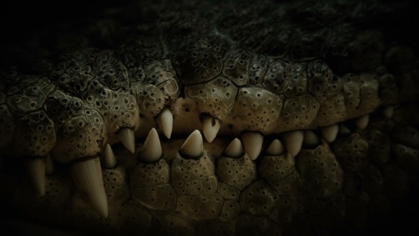 the Teeth of the Crocodile alt