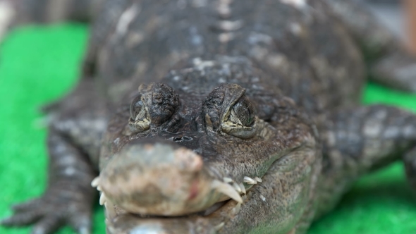 Man Stroking a Crocodile alt
