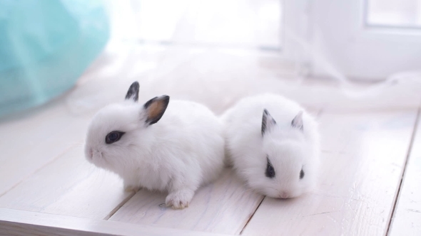 Little Cute Decorative Rabbits in Photo Studio