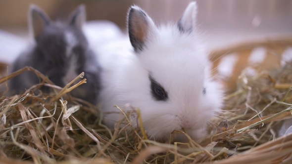 Small Decorative White Rabbit Sitting Into the Basket. The Easter Celebration