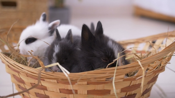 Small Decorative White Rabbit Sitting Into the Basket. The Easter Celebration