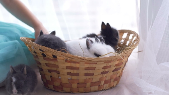 Small Decorative White Rabbit Sitting Into the Basket. The Easter Celebration