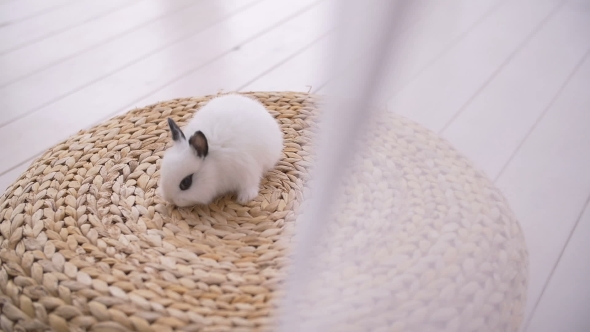 Little Cute Decorative Rabbits in Photo Studio