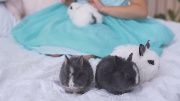 Pretty Teen Girl Having Fun, Hugging and Playing with Decorative Rabbit