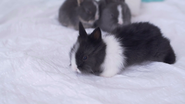 Little Cute Decorative Rabbits in Photo Studio