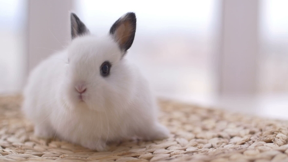 Little Cute Decorative Rabbits in Photo Studio